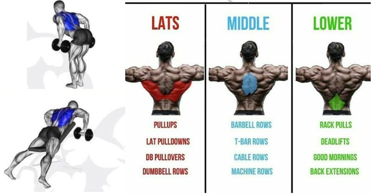 Dumbbell Back Workouts 